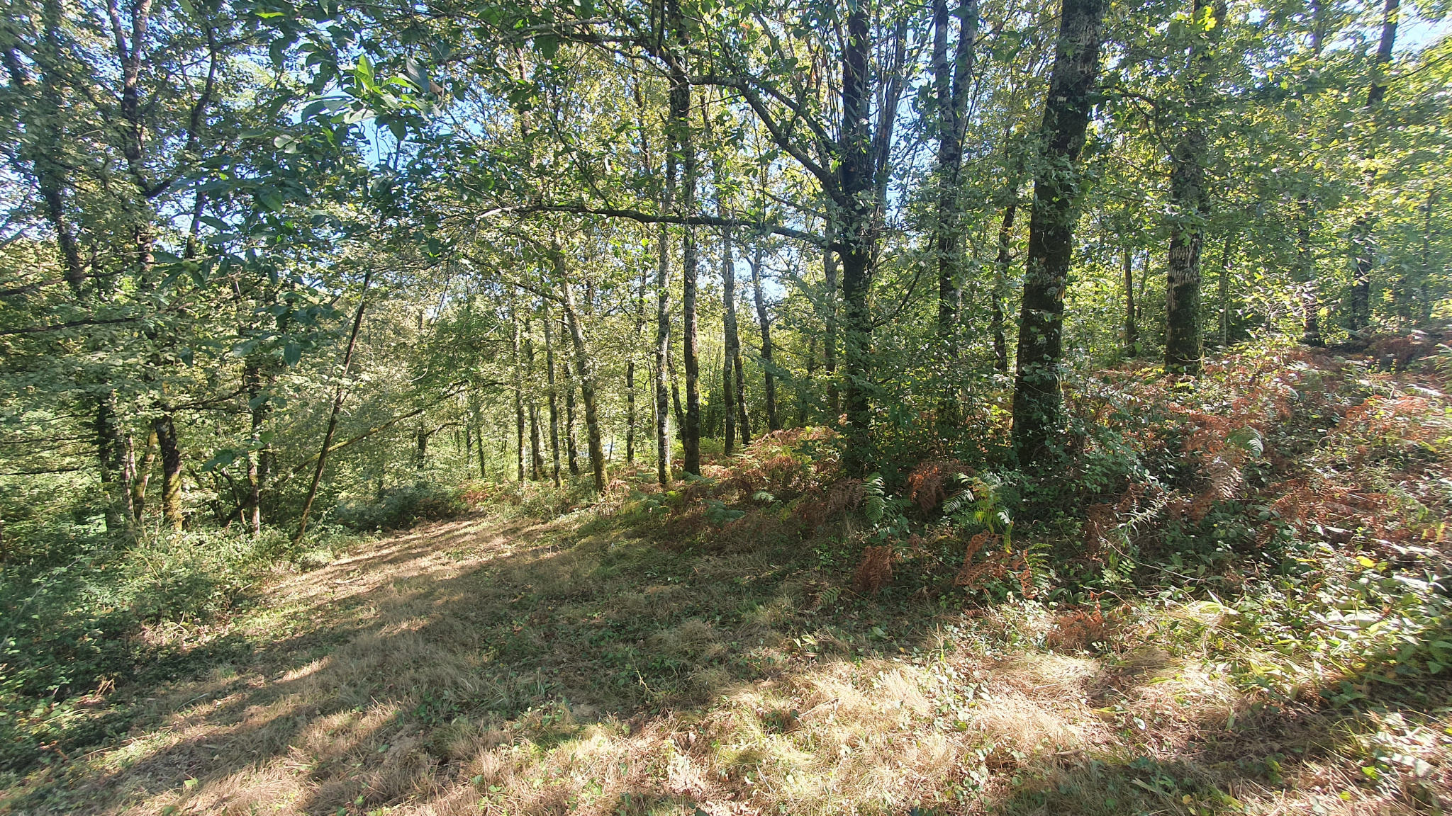 Maison de Caractère de 306 m2 Hab, proche de Hagetmau